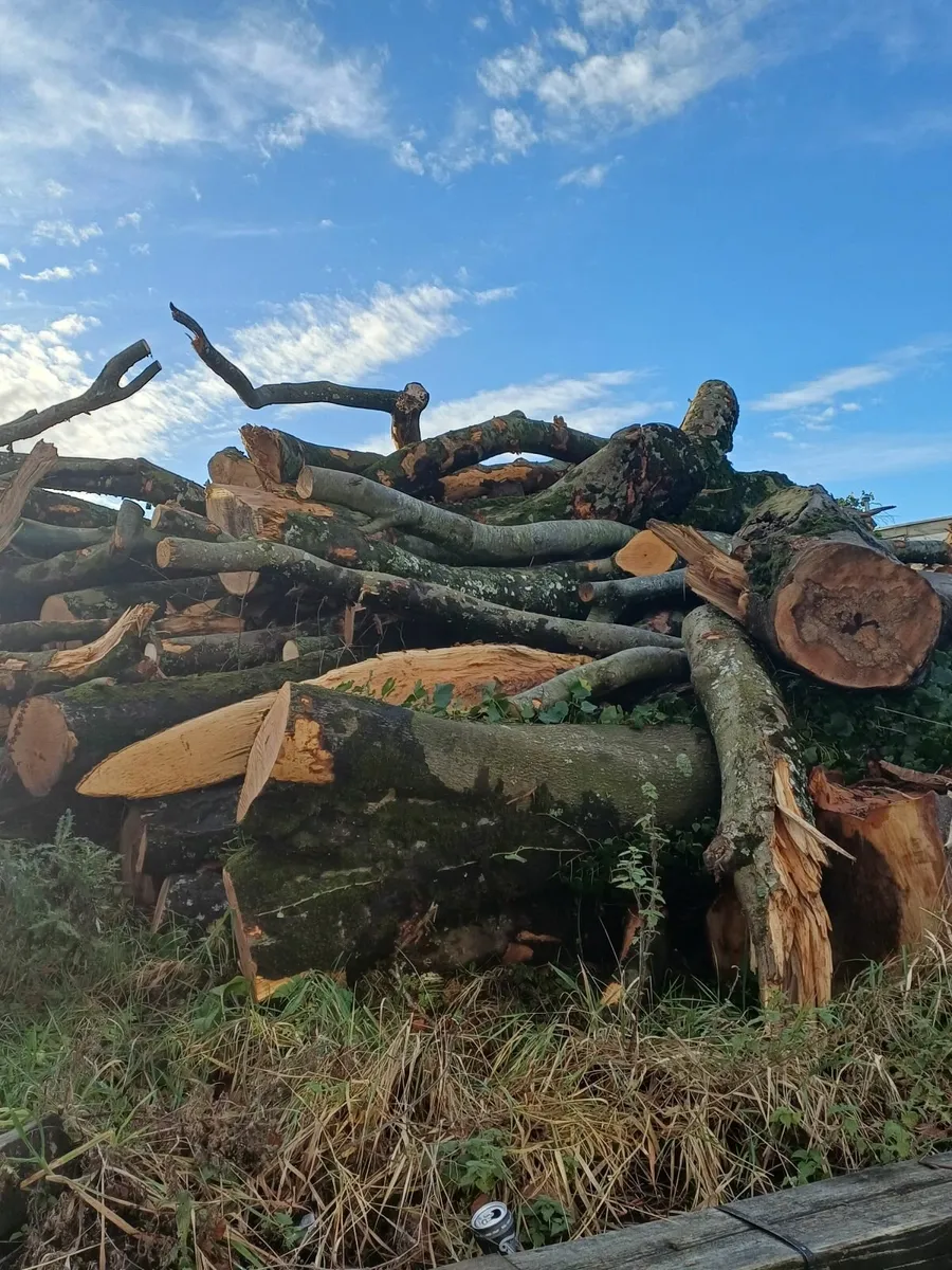 Beech Timber - Image 4