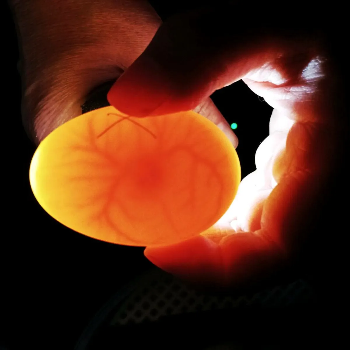 Chicken and duck hatching eggs. - Image 1