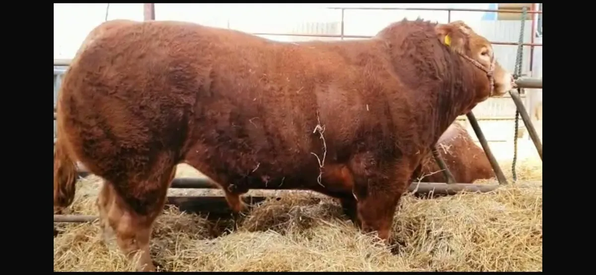 Pedigree Limousin Bull - Image 3