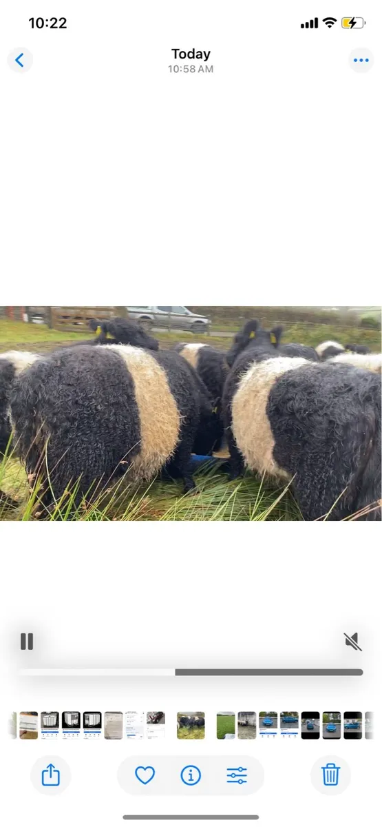 Belted Galloway Heifers - Image 2