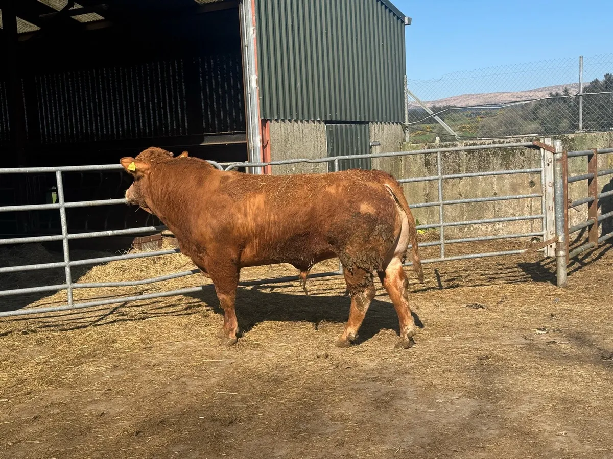 Pedigree Limousin & Simmental Bulls - Image 1