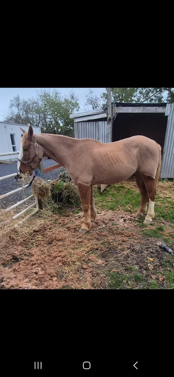 Horse clipping - Image 4