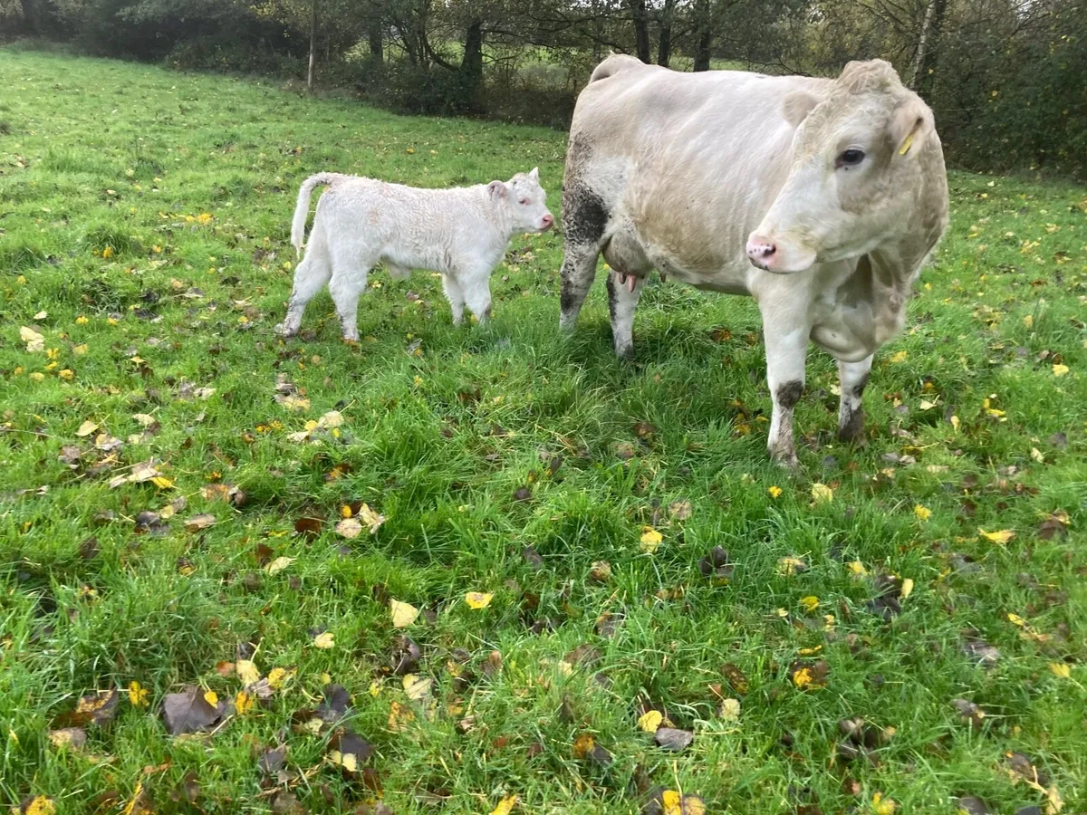 Pedigree  bull calf & recipient - Image 2