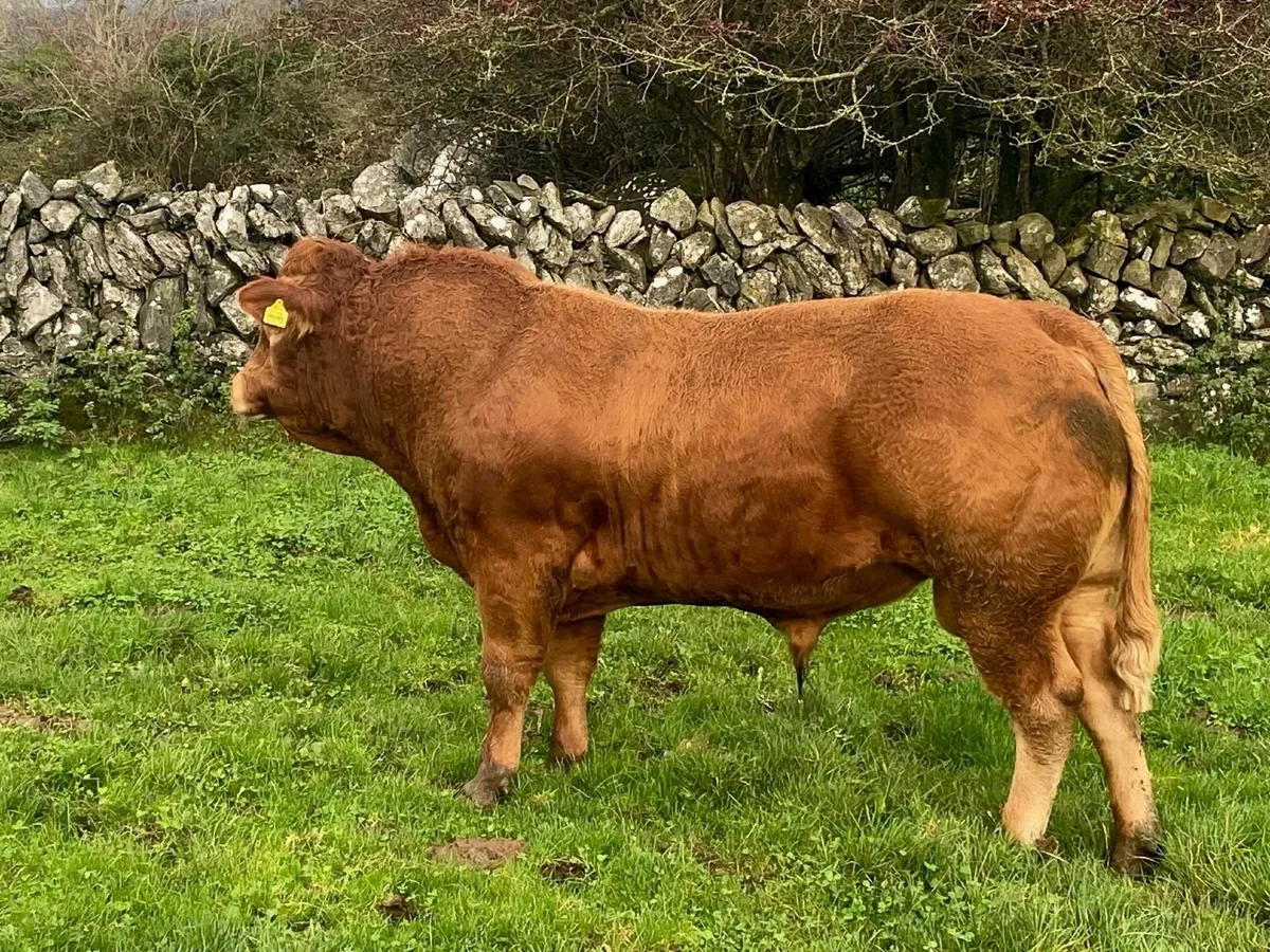 Ennis Mart Tuesday 18 November - Image 3