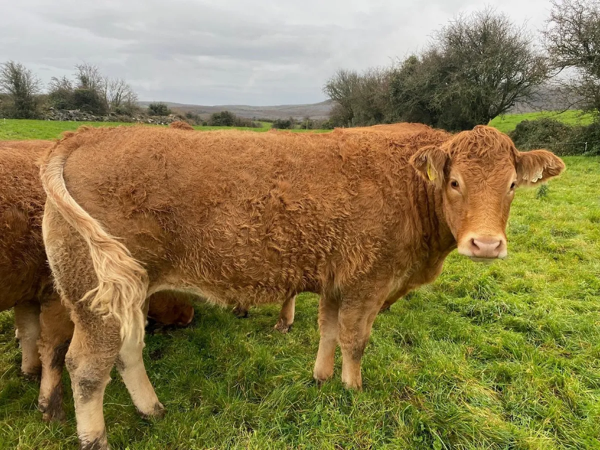 Ennis Mart Tuesday 18 November - Image 4