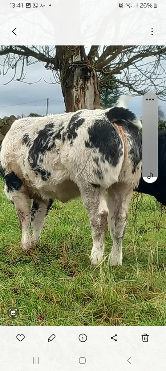 Blue hefers ennis mart tuesday - Image 2
