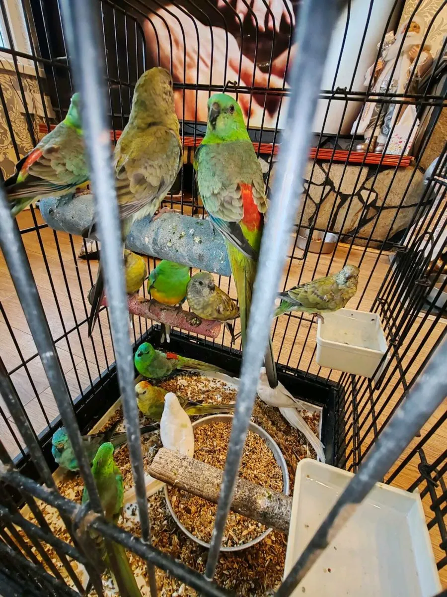 13 red rumped parakeets - Image 1