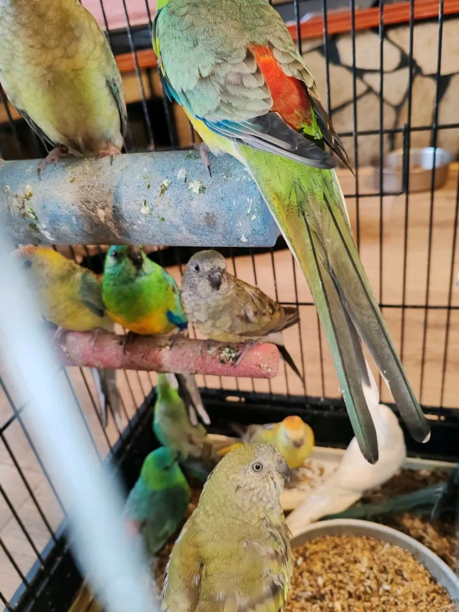 13 red rumped parakeets - Image 3