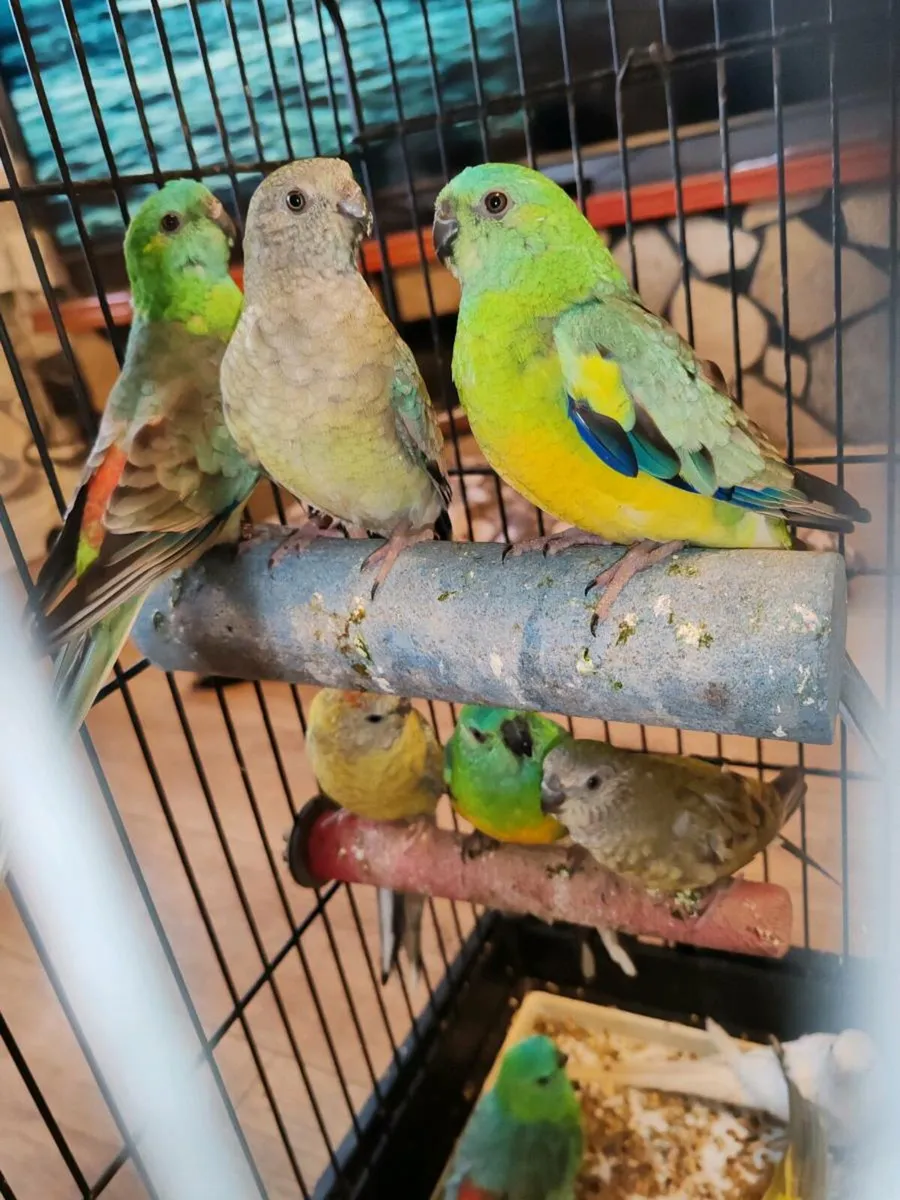 12 red rumped parakeets - Image 2