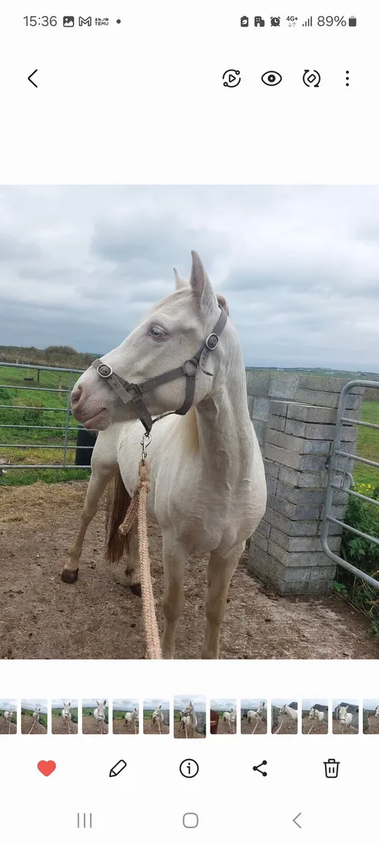 Connemara blue-eyed cream broodmare - Image 3