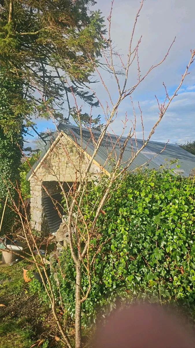 TEAM BRAZIL Roofing repairs & building - Image 1