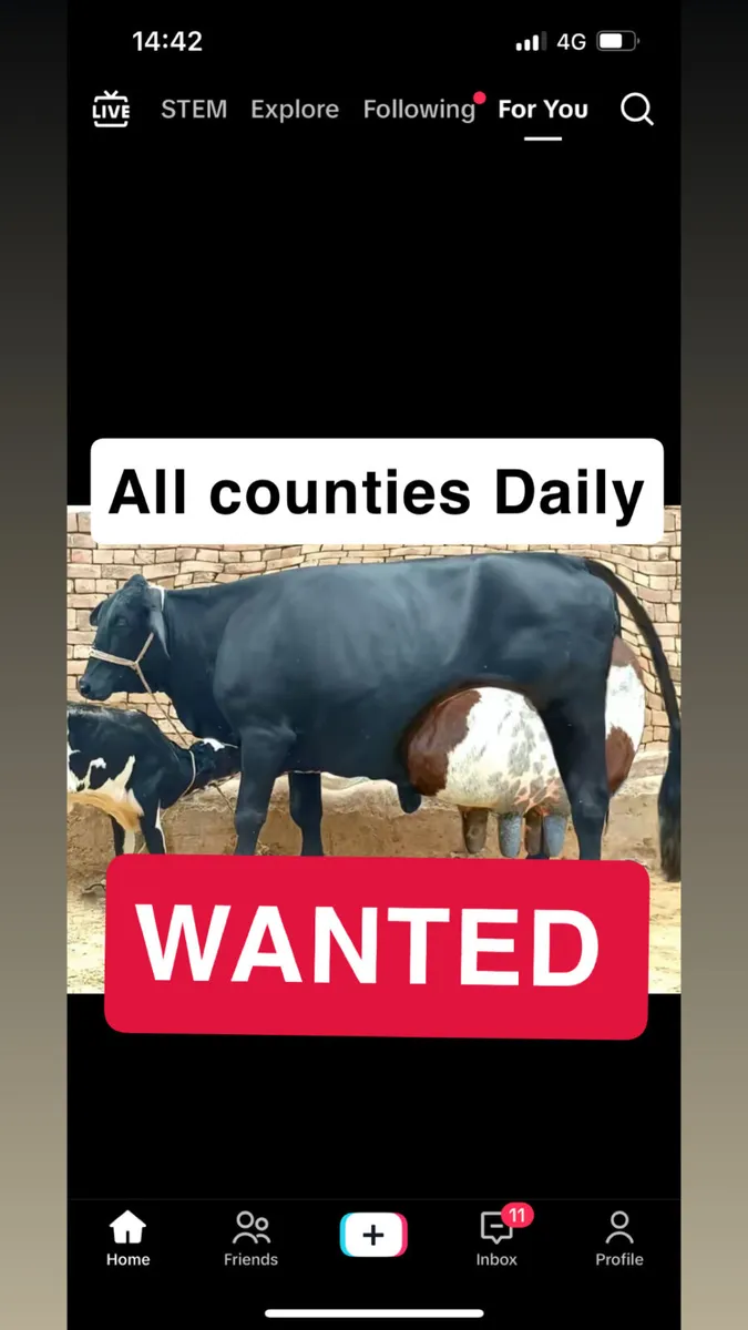WANTED ALL IMPORTED COWS/BULLS