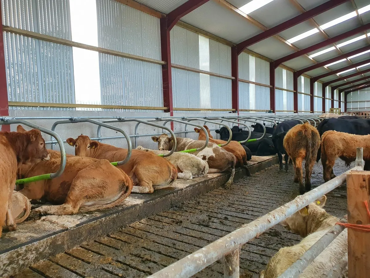 Yard wanted to rent - Image 3