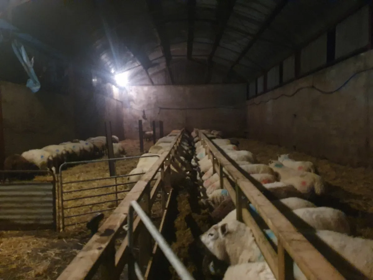 Yard wanted to rent - Image 2