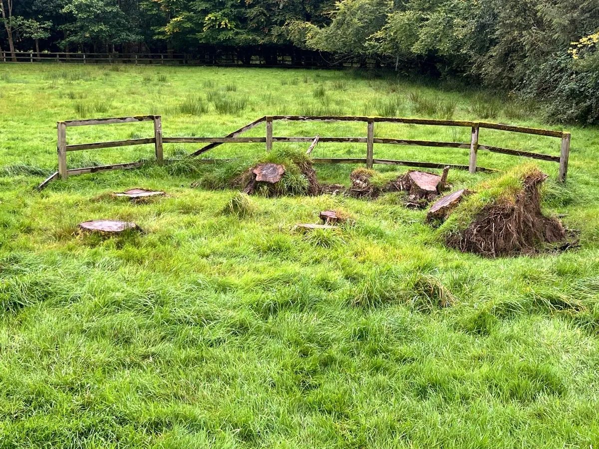 Stumpgrinding services - Image 3