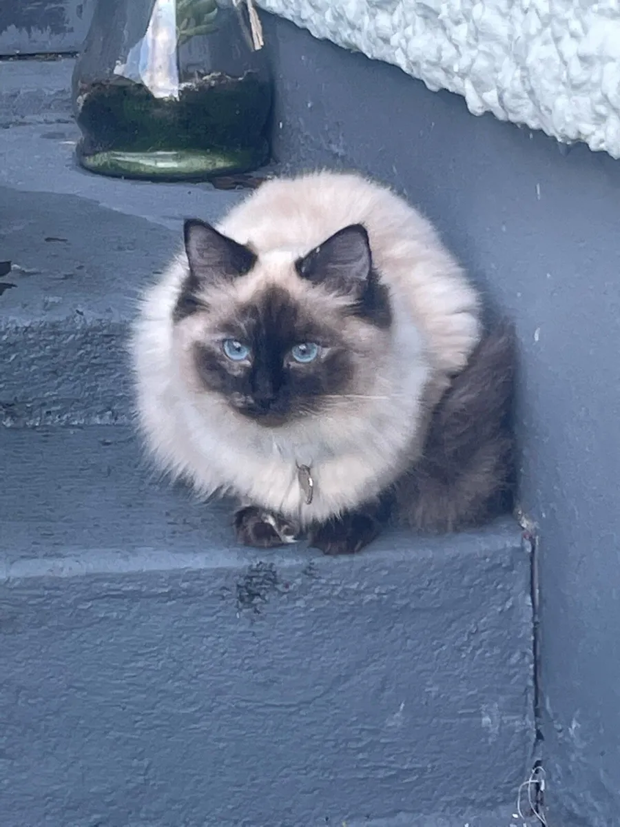 M&F Bonded Ragdoll pair - Image 4
