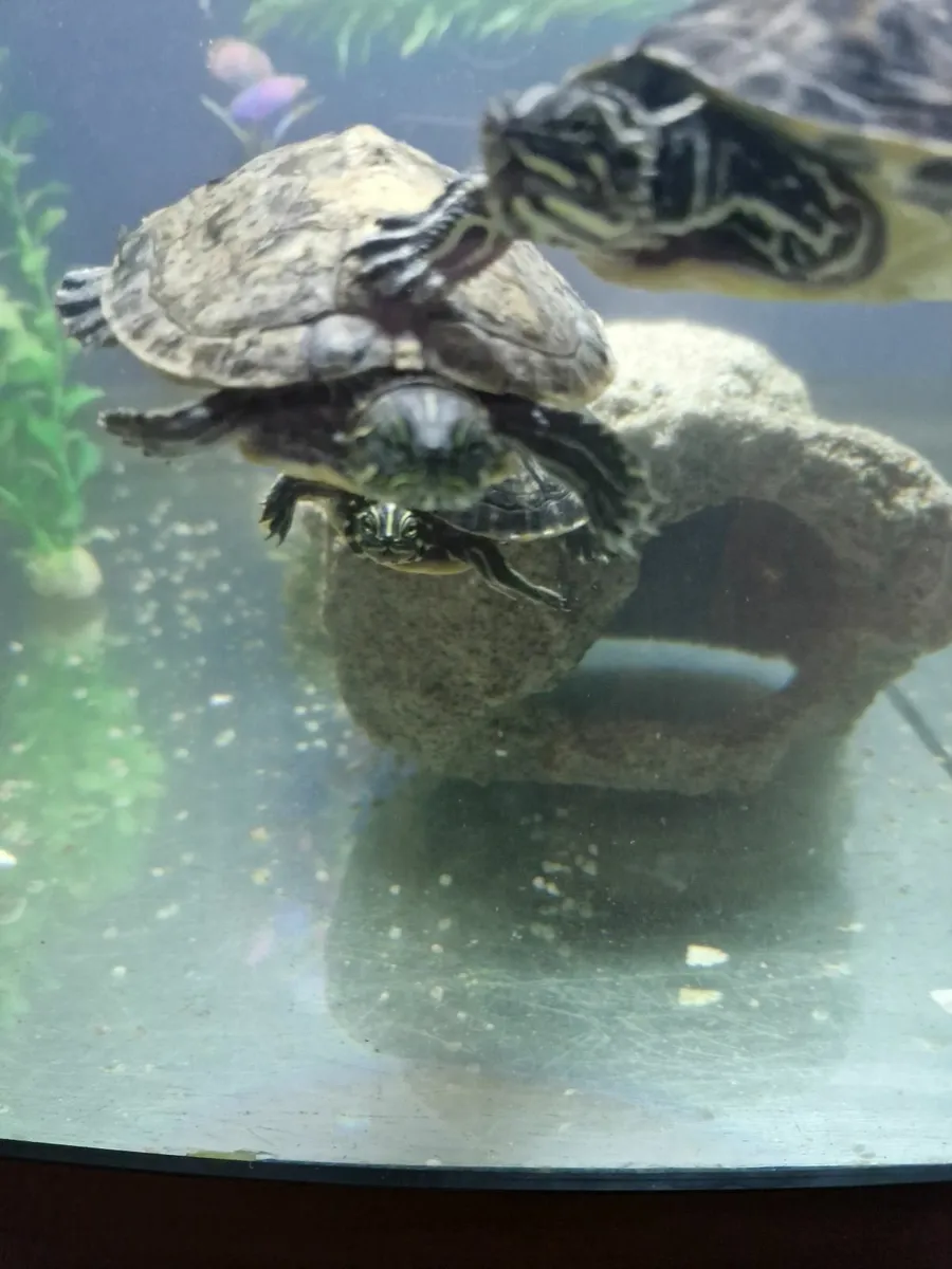 Yellow belly cooters - Image 2