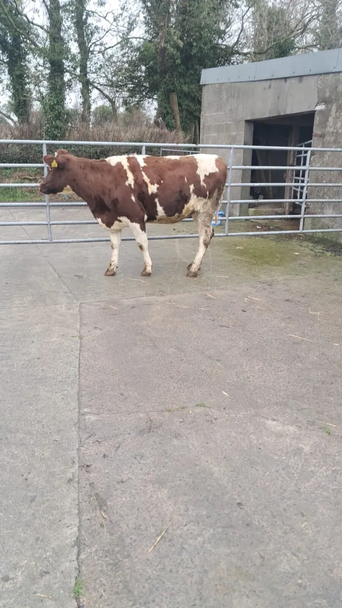 Empty dairy heifer - Image 2