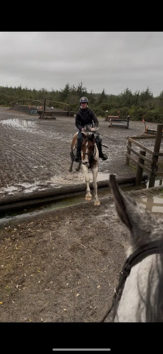 4 year old gelding - Image 4