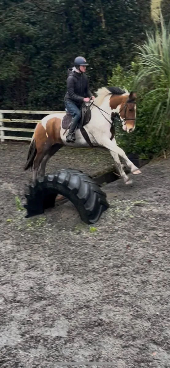 4 year old gelding - Image 3