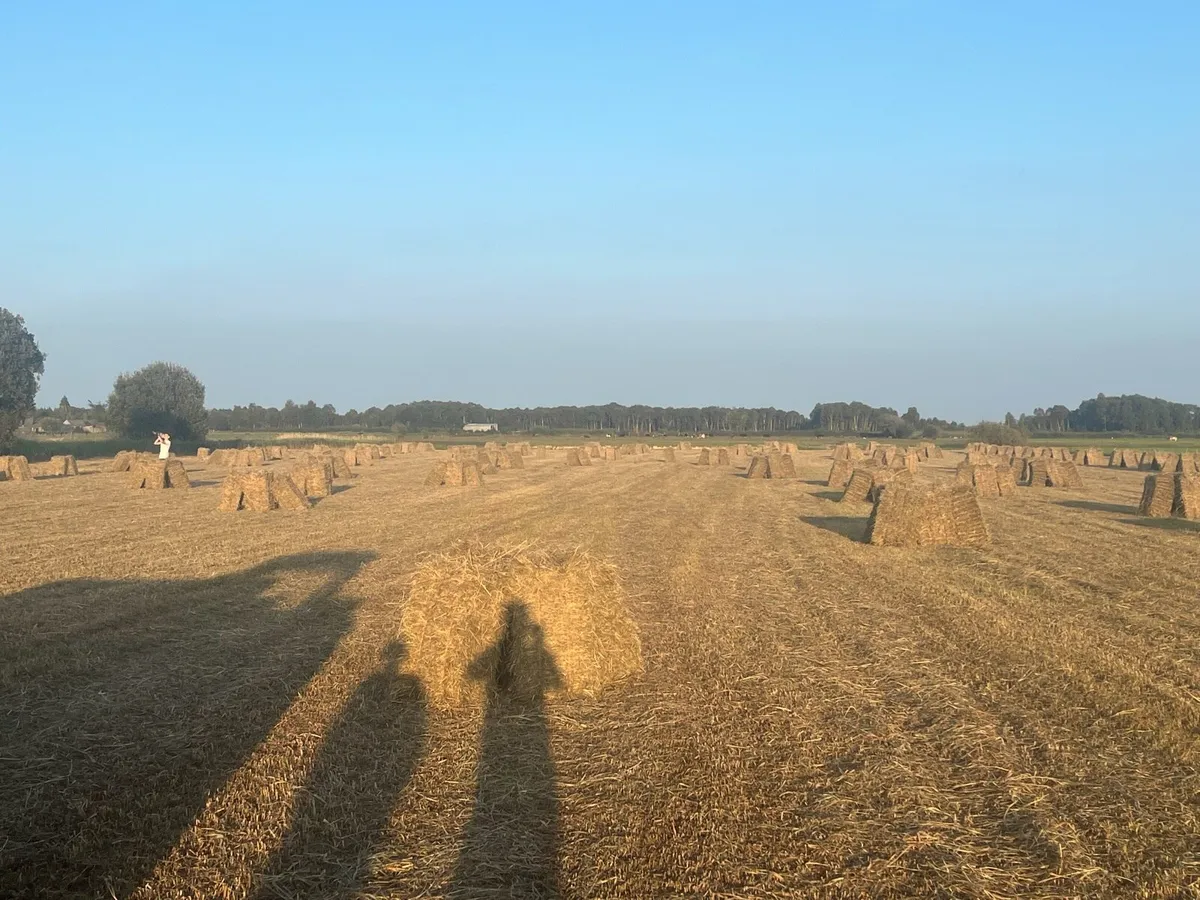 Square bales hay - Image 3