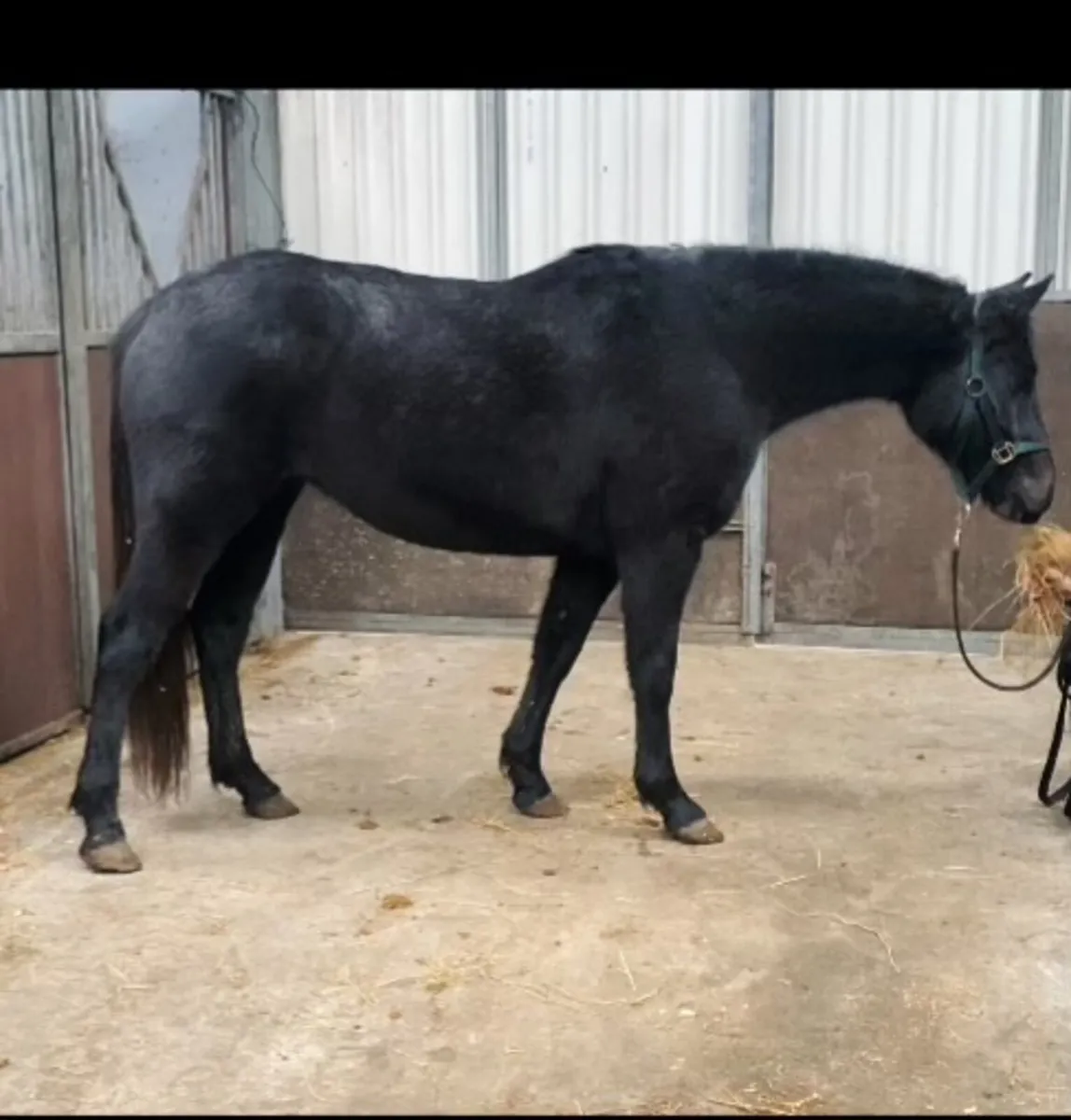 Connemara cross 3 years olds - Image 2