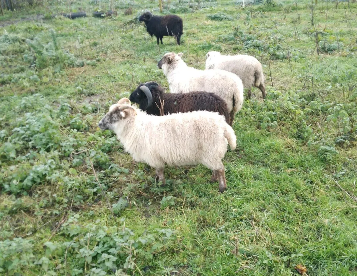 Sheltland sheep - Image 1