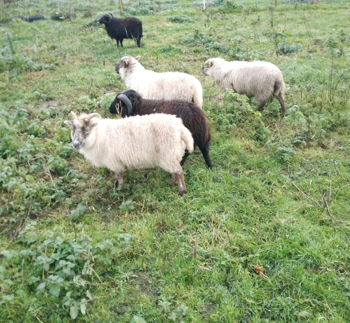 Sheltland sheep - Image 2