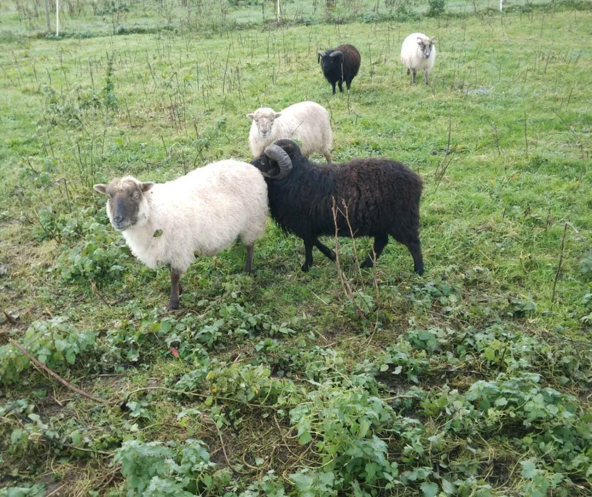 Sheltland sheep - Image 3