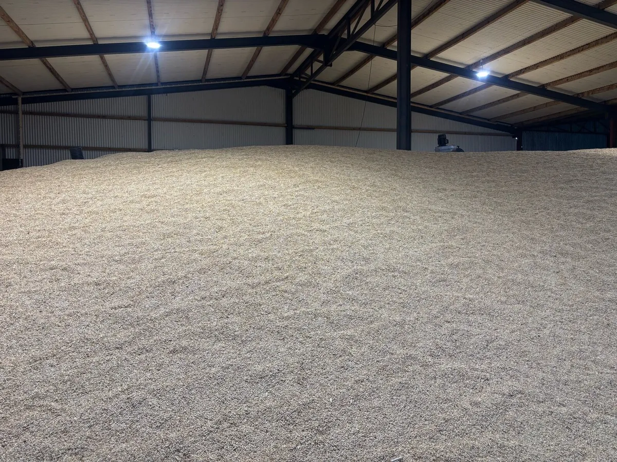 🌾Barley. - Image 2