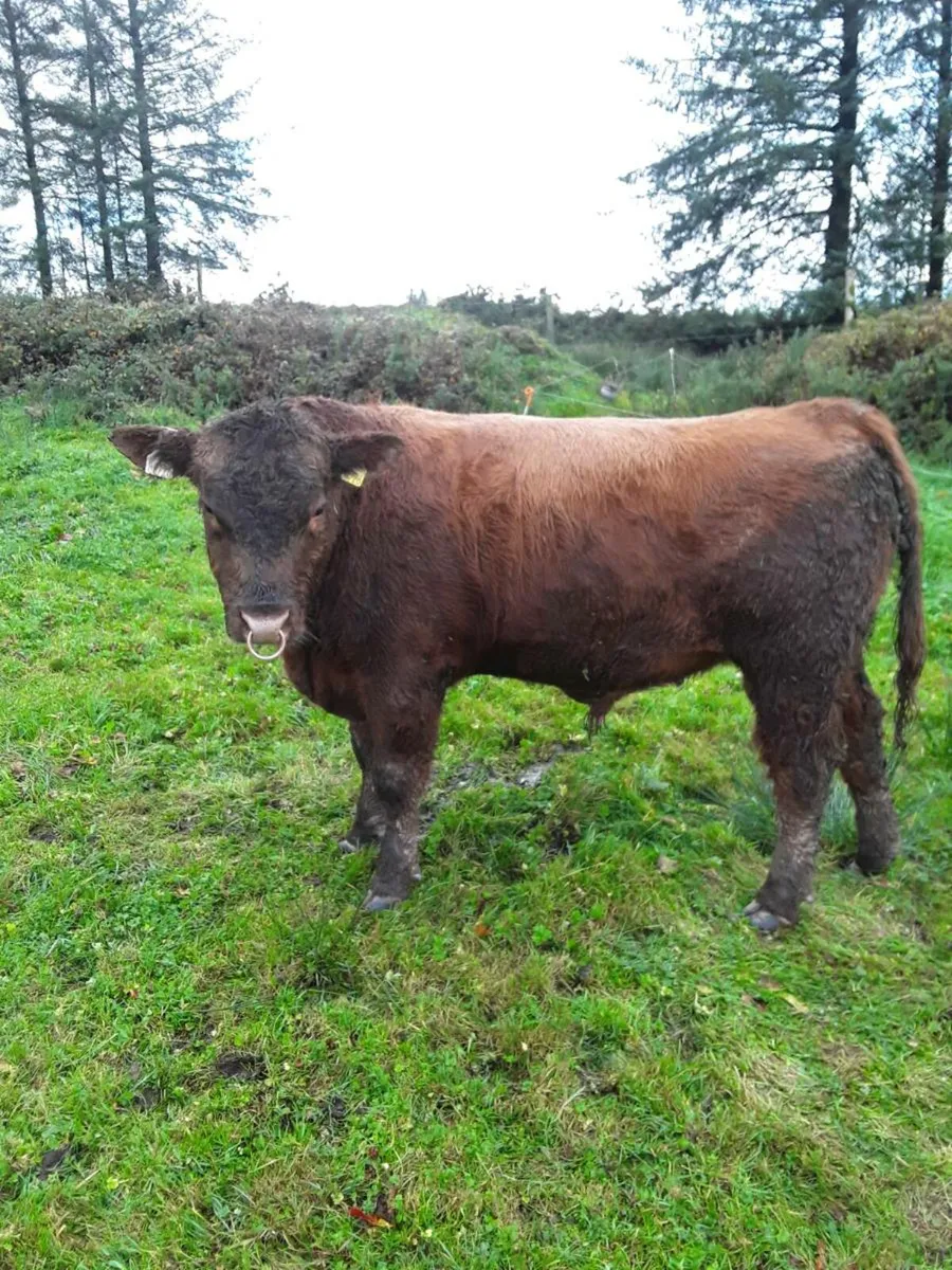 Red Angus Bull - Image 1