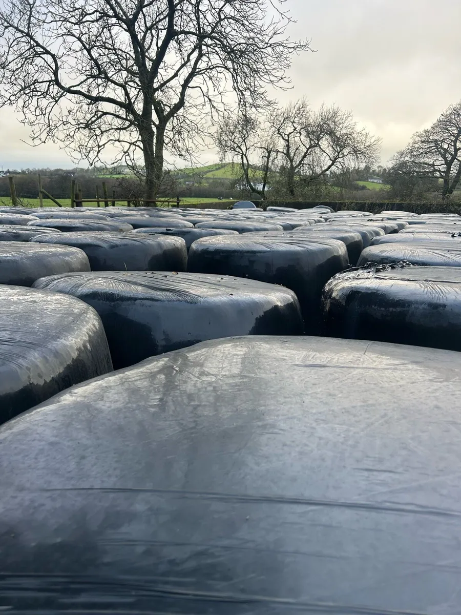 Single Chop Silage Bales - Image 4