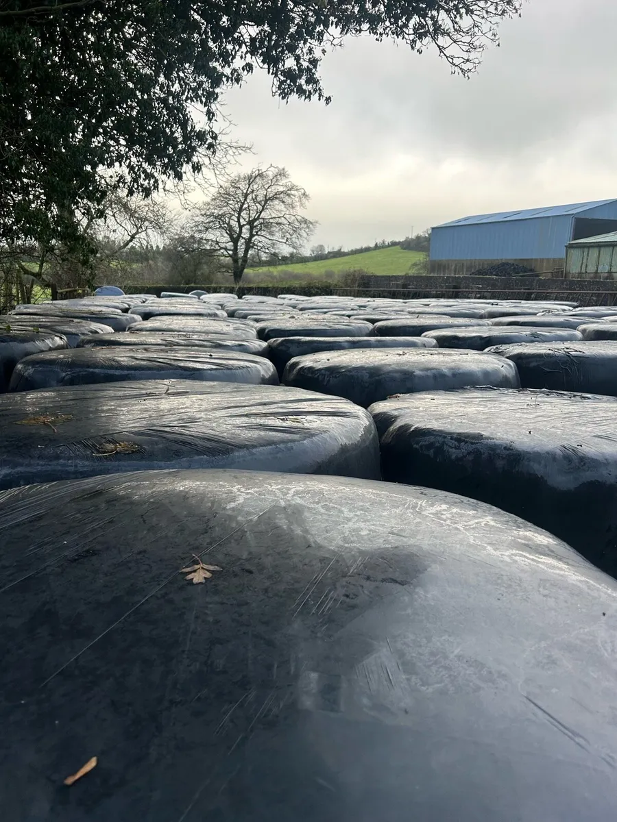 Single Chop Silage Bales - Image 1