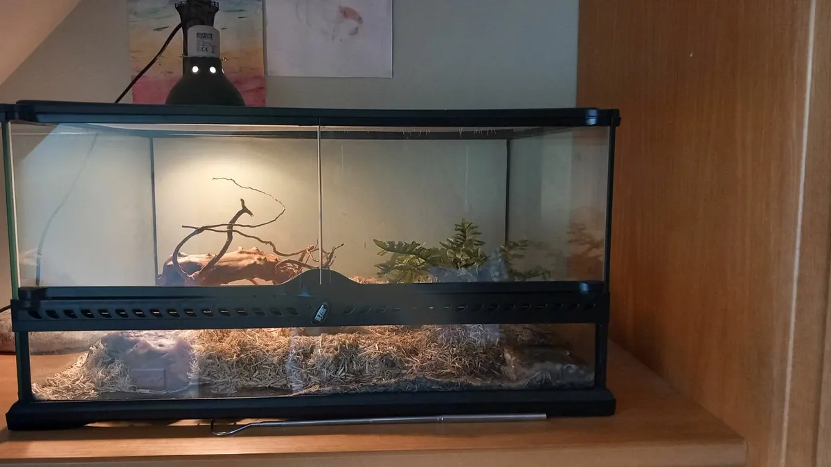 Hognose snake - Image 4