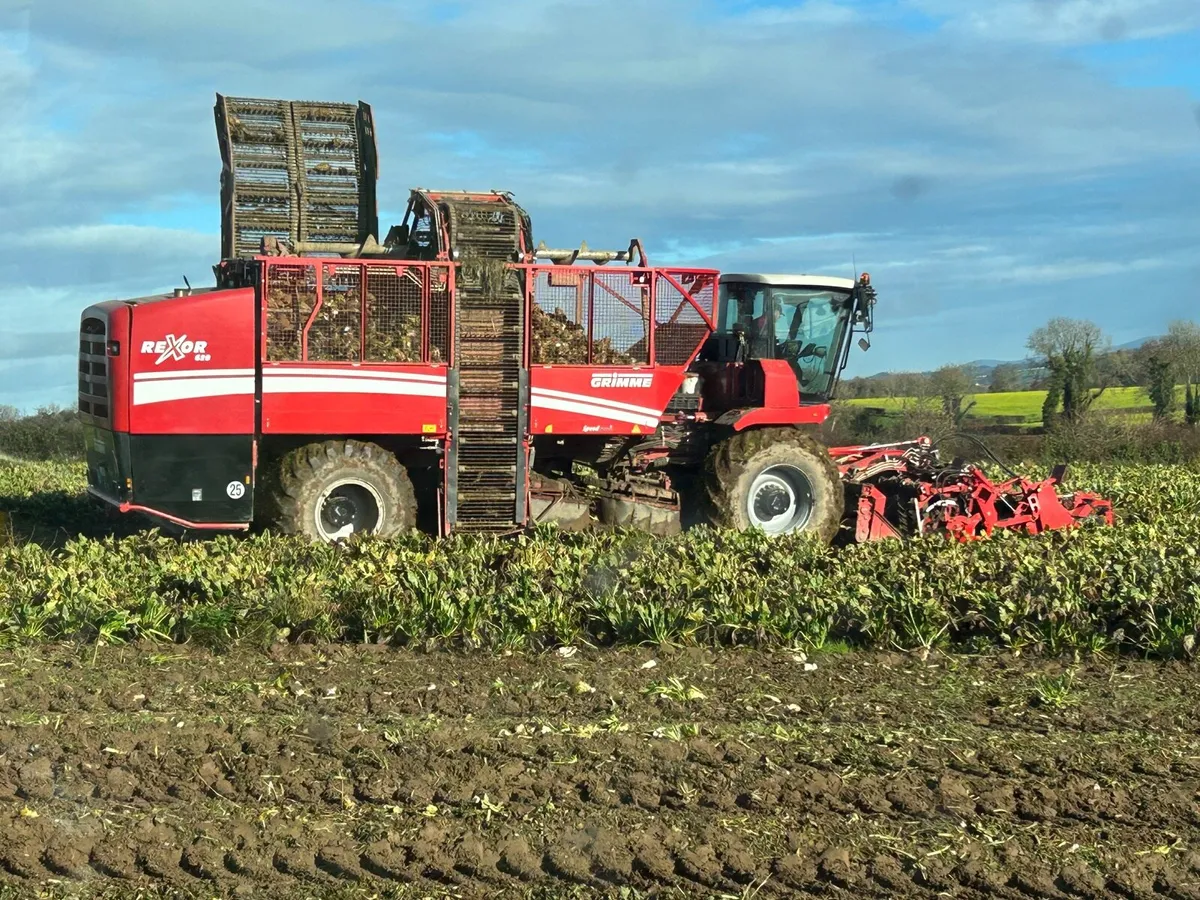 Washed Beet and straw for sale - Image 1