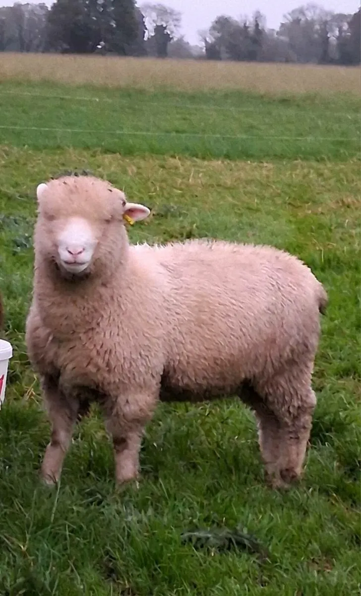Ram lambs - Image 2
