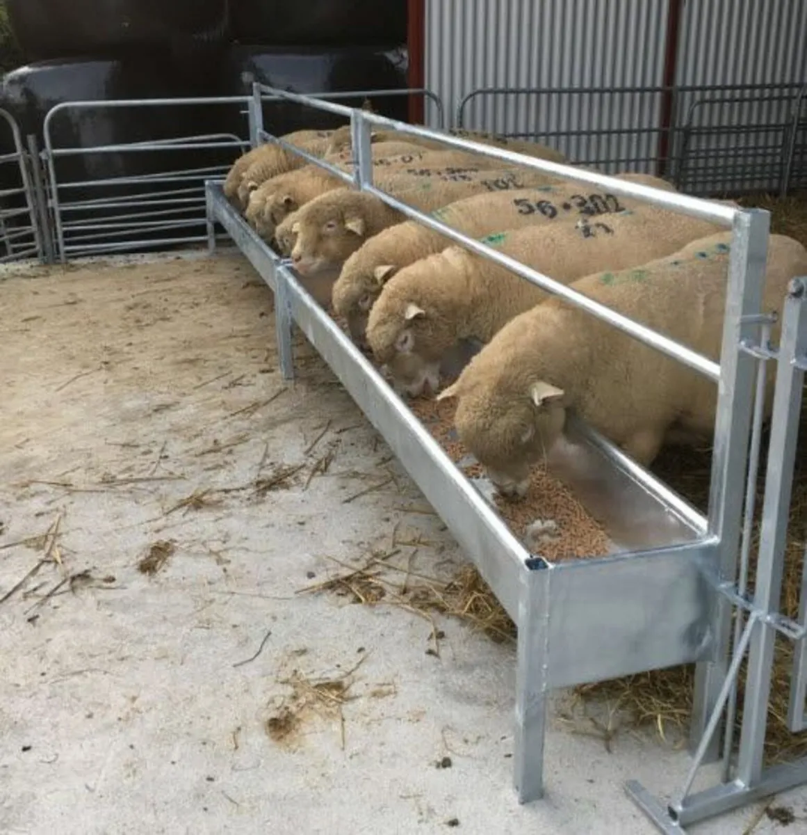 Sheep walk trought, Feed Barriers - Image 1