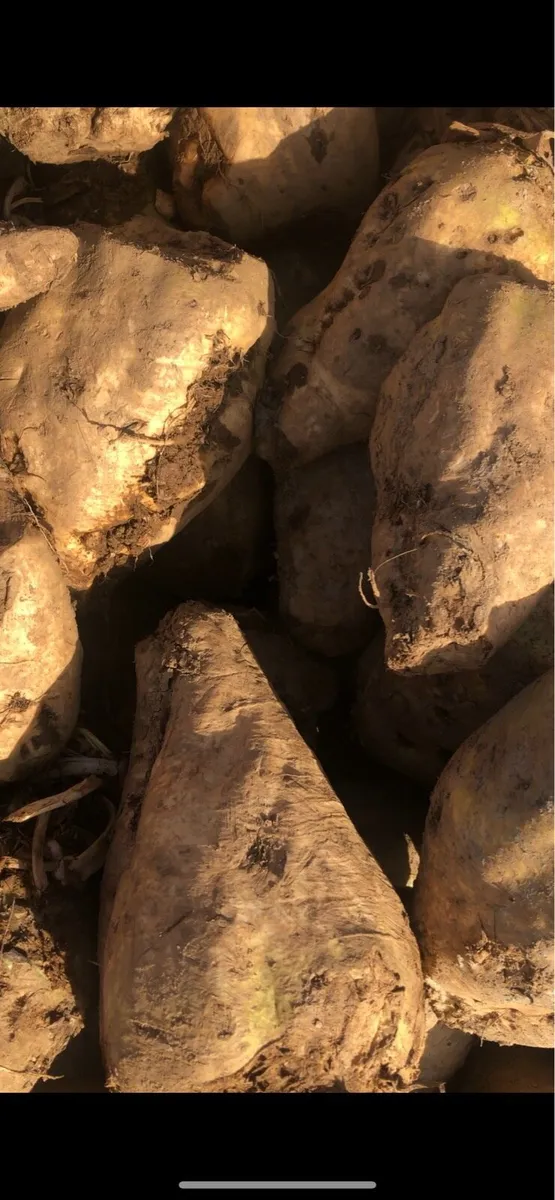 Beet for sale - Image 4