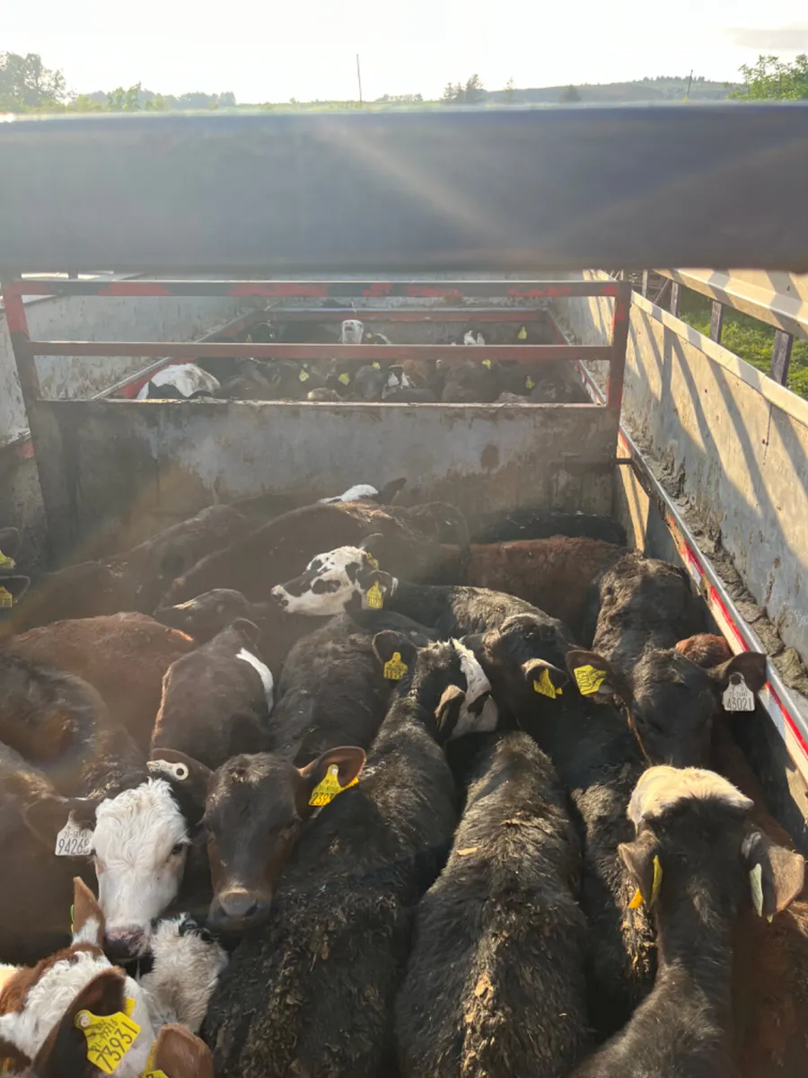 Reared calves WANTED - Image 2