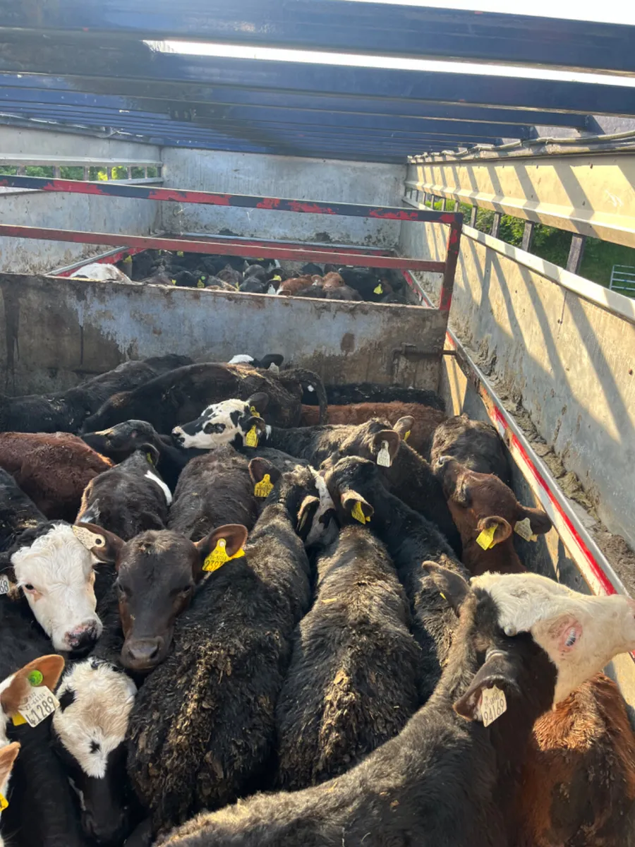 Reared calves WANTED - Image 3