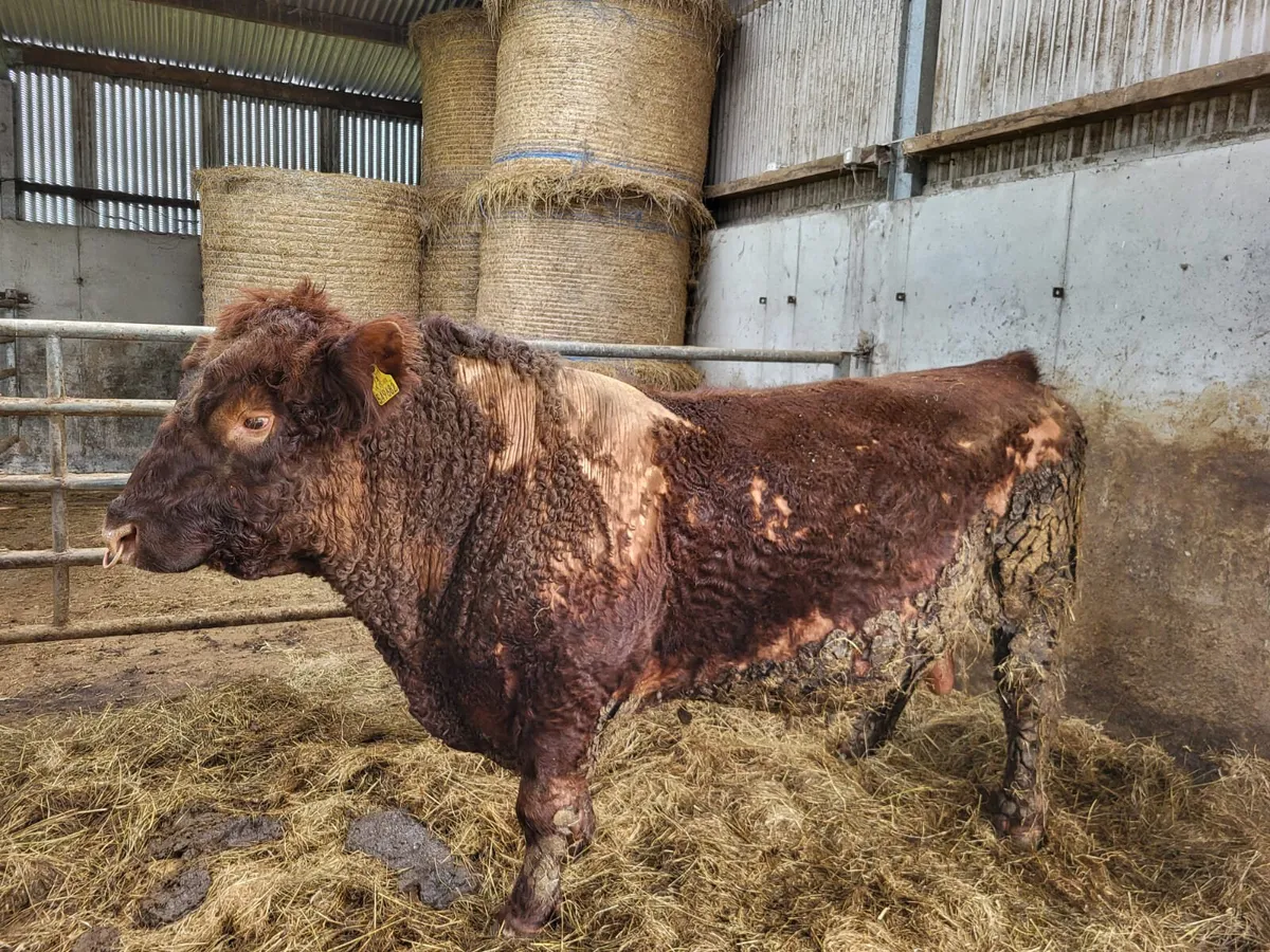 WANTED-ALL CULL CATTLE