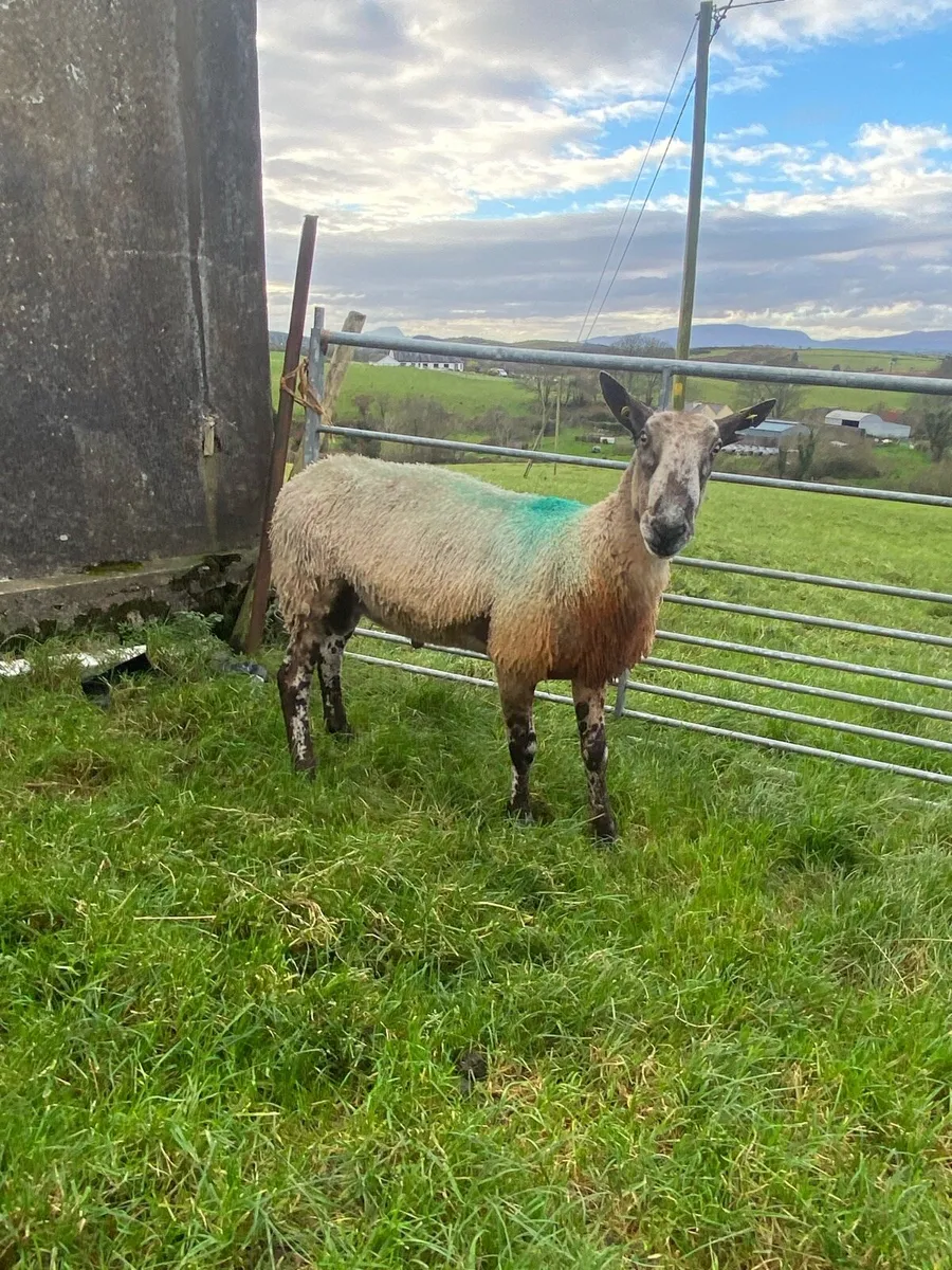 Pure bread 3y Blue face leister - Image 1