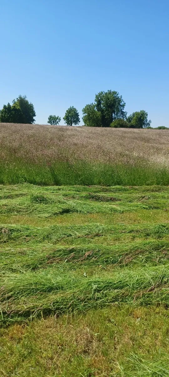Horse haylage - Image 4