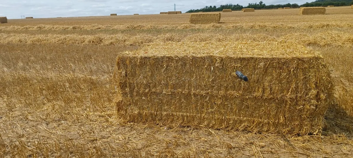 Wheat and  oat straw - Image 2