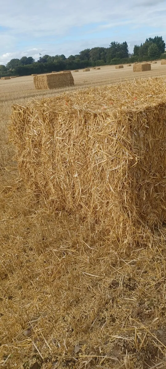 Wheat and  oat straw - Image 4