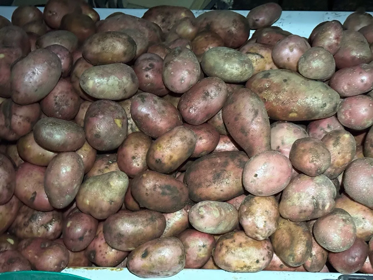 Rooster eating patotoes - Image 4