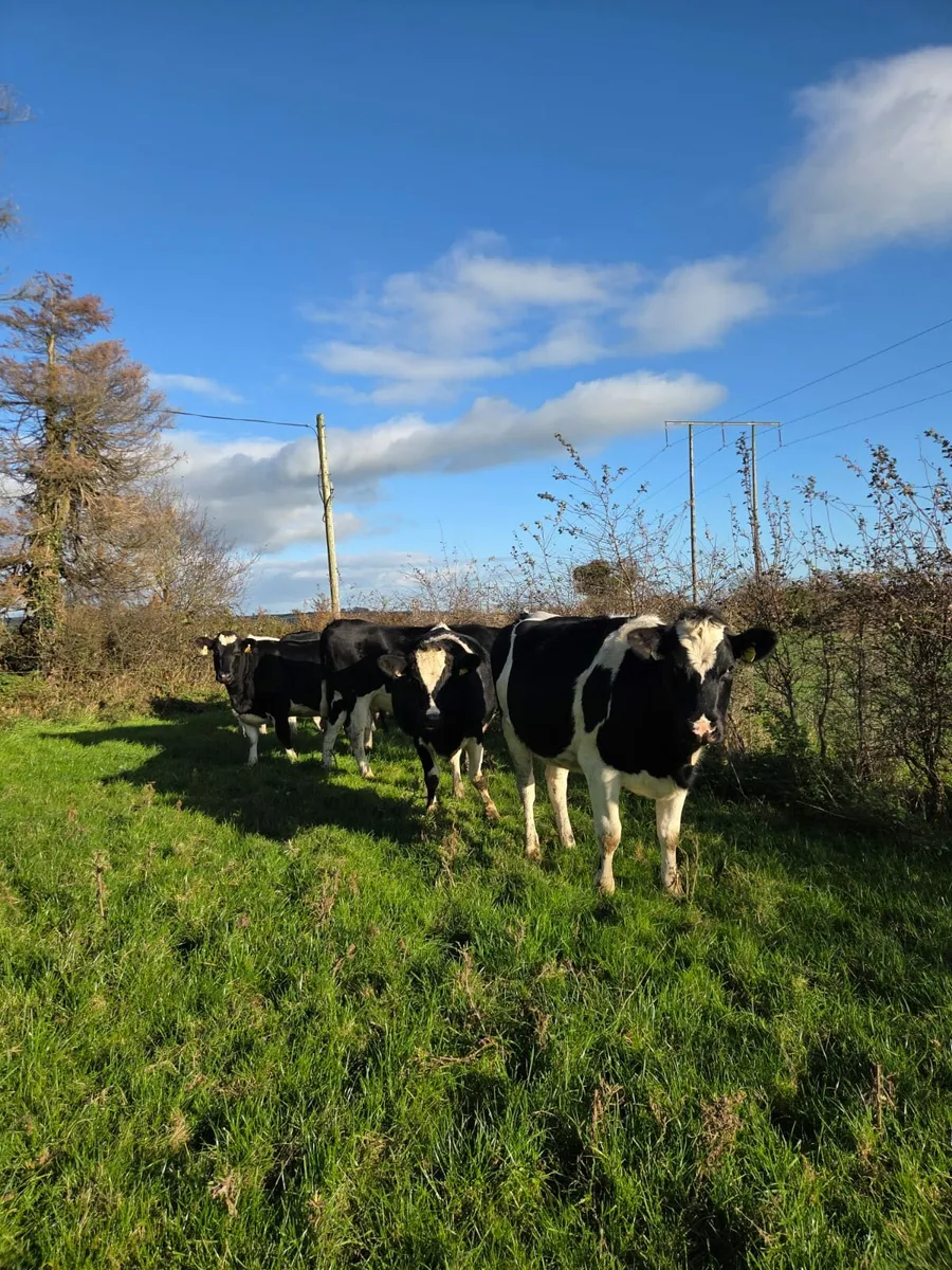 Calved heifers - Image 2