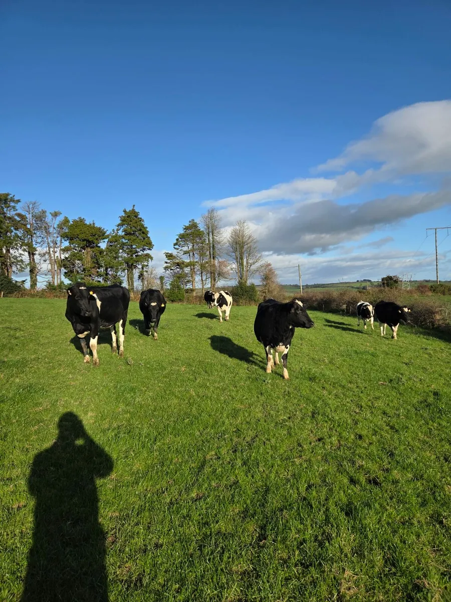 Calved heifers - Image 1