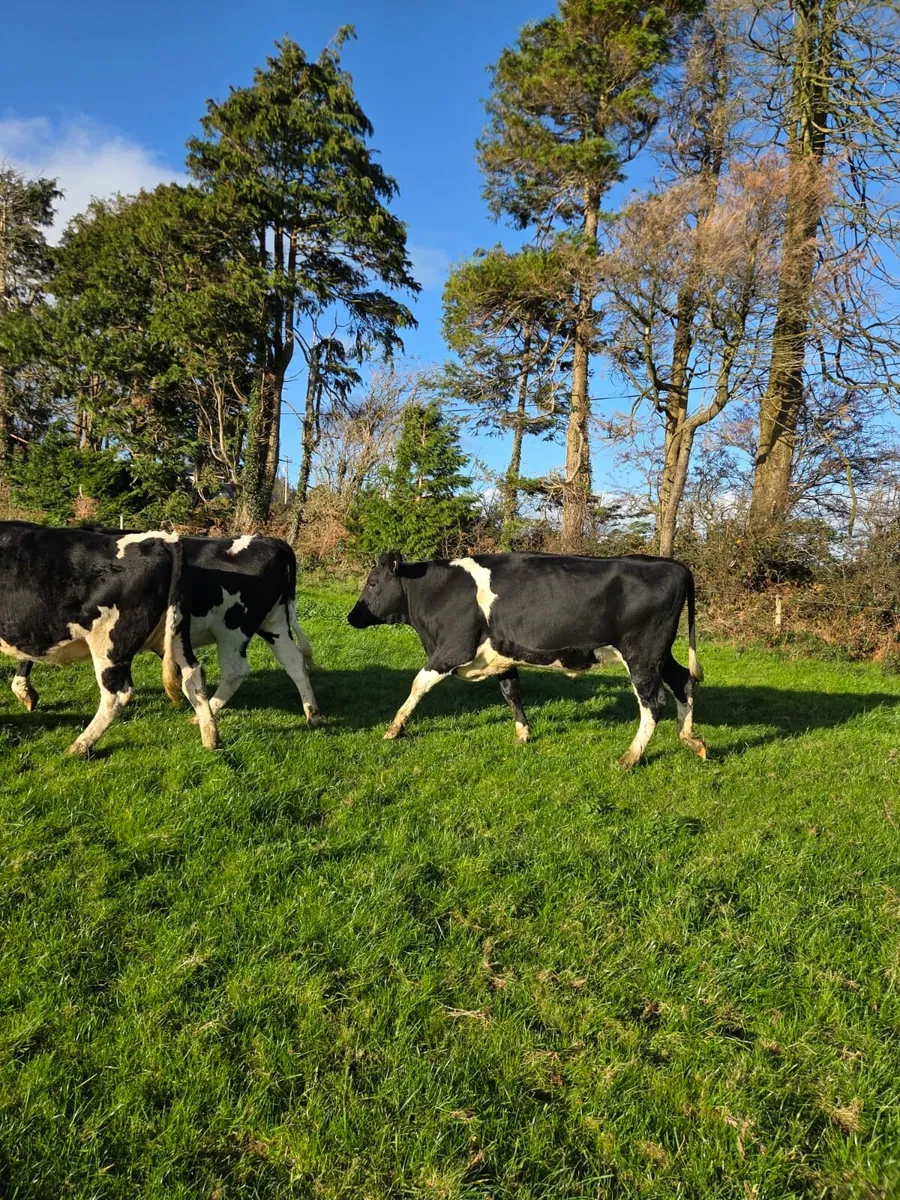 Calved heifers - Image 3