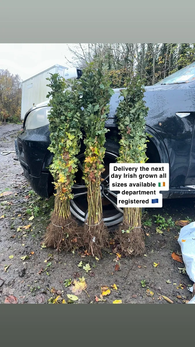 🇮🇪Whitethorn department registered supplier 🇮🇪 - Image 1